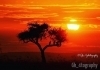 nature-sunrise-in-kenya-gk4tography