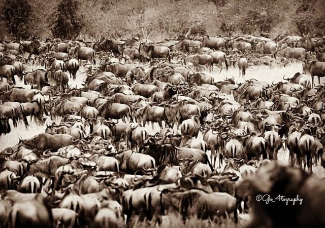 Kenya Wildebeest Photography