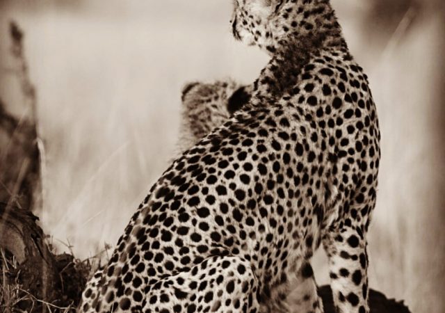 Cheetah Wildlife Photography