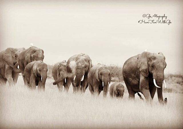 Kenya Wildlife Photography