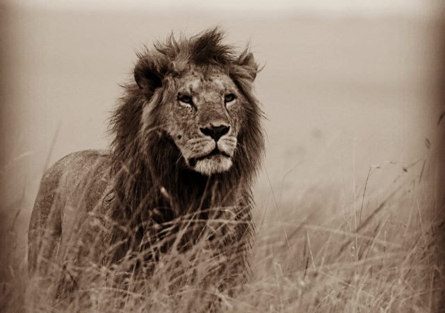 Kenya Lion - Wildlife Photography