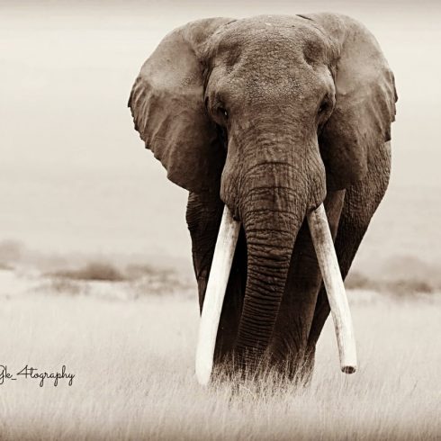 Kenya Wildlife Photography