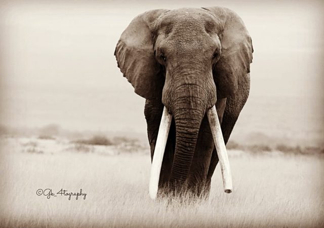 Kenya Wildlife Photography