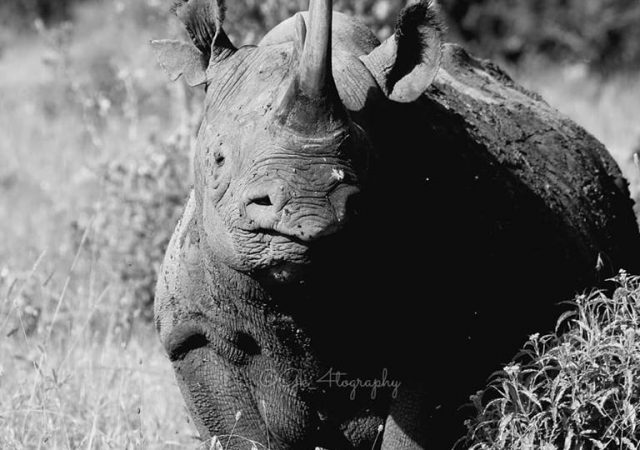 Kenya Black Rhino lions in kenya gk_4tography