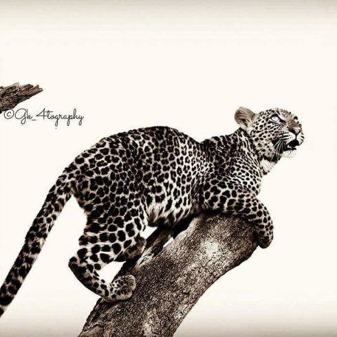 Leopard Wildlife Photography