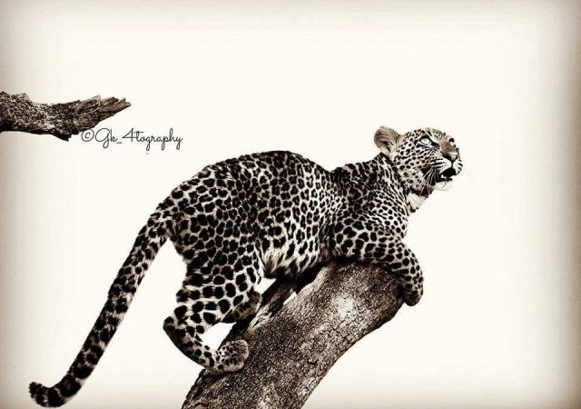 Leopard Wildlife Photography