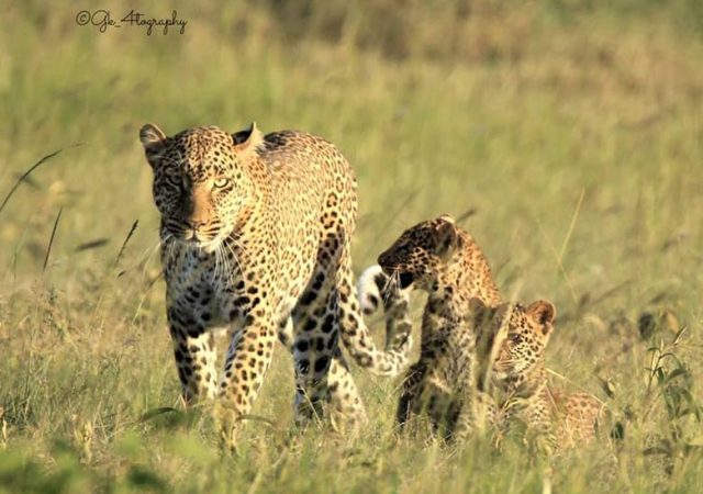 lions in kenya gk_4tography