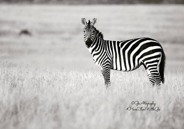 Kenya Zebra