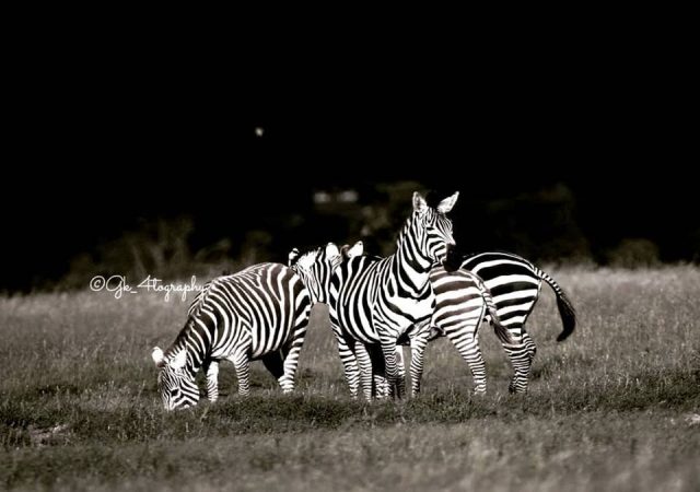 Zebra lions in kenya gk_4tography